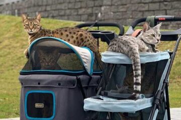 Purr-fect Perambulations: Cat Strollers for Your Beloved Feline