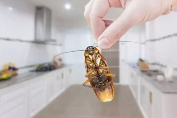 Cockroach