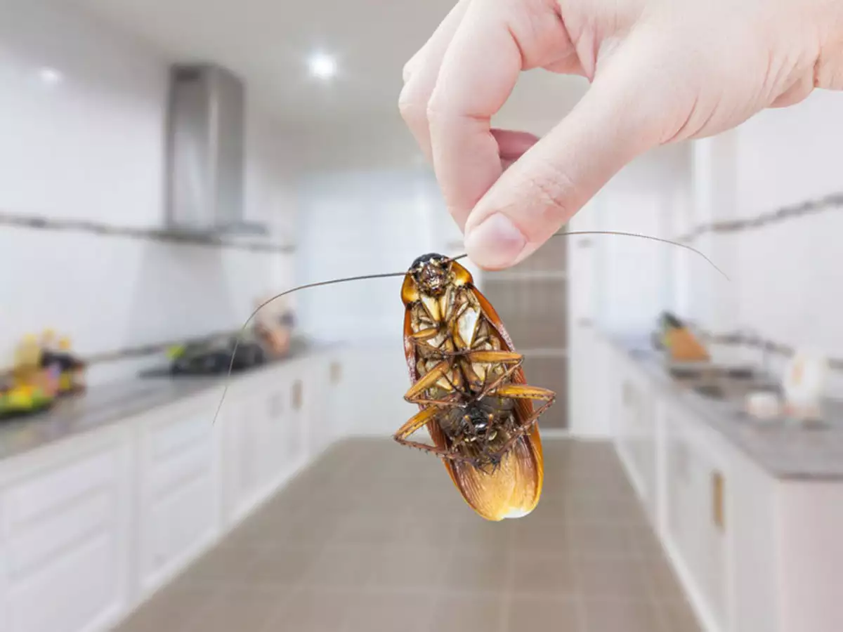 Cockroach