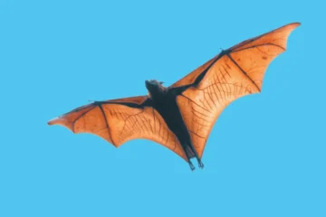 Bat