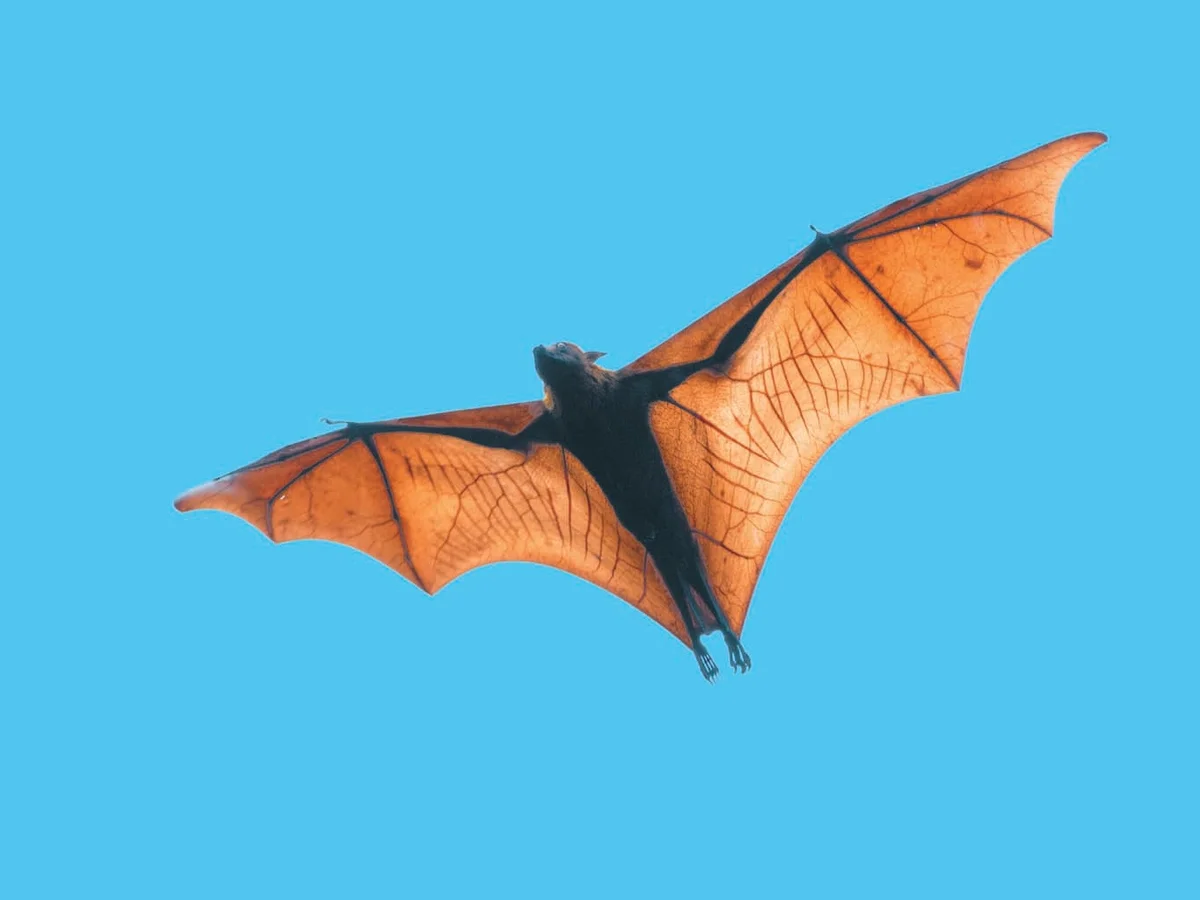 Bat