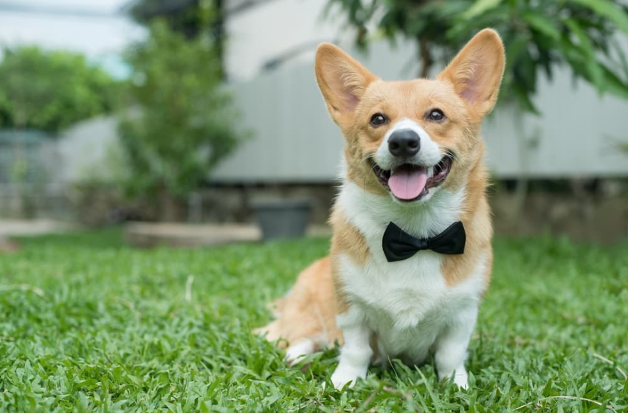 Dog Bow Ties Paired