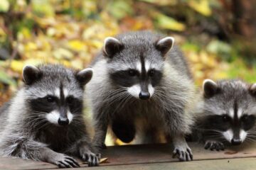 Raccoons