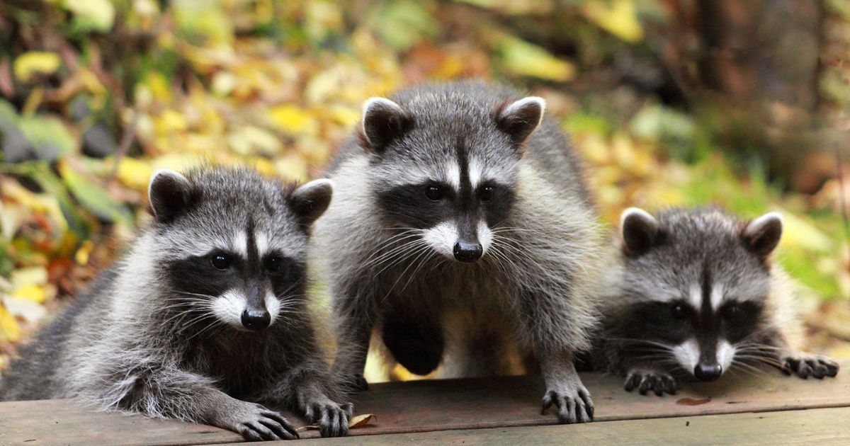 Raccoons