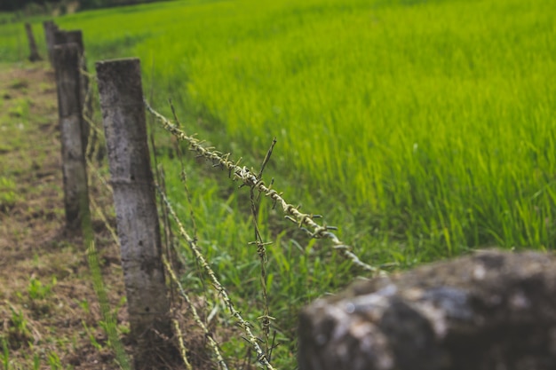 Barbed Wire Fencing